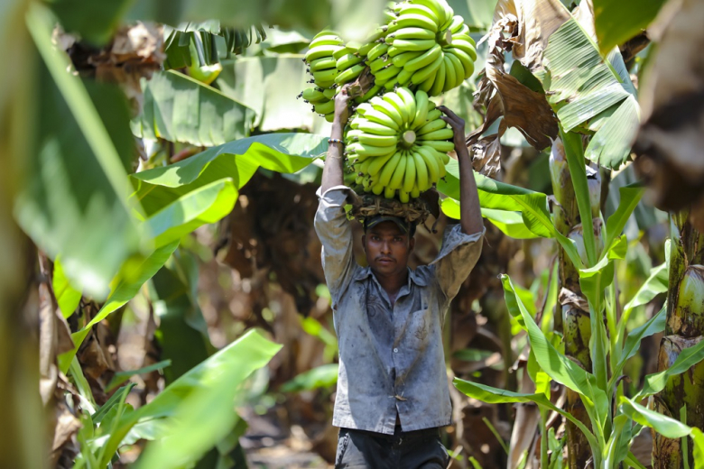 Делегация Эквадора обсудит с Россией ситуацию с поставками бананов
